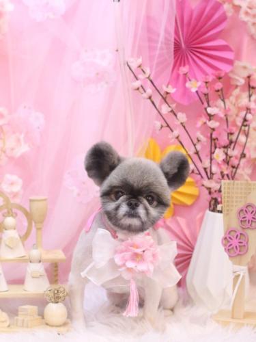 20250325リムルくん